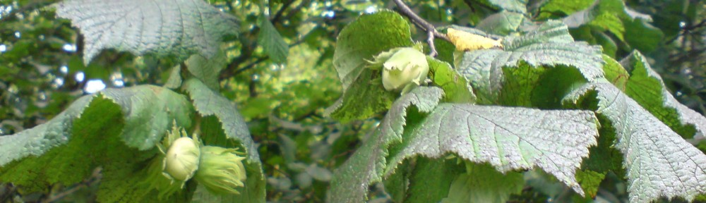 Friends of Worthington Park