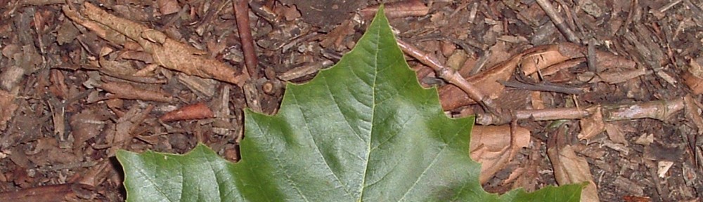 Friends of Worthington Park