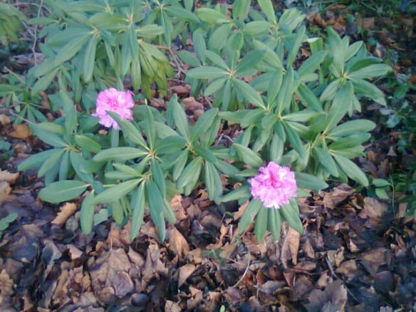 rhododendron in bloom