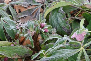 worthhellebore