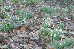 Snowdrops Feb 2015