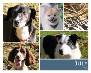 dogsjuly15