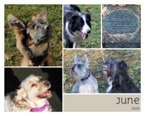 dogsjune15