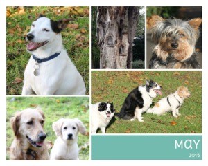 dogsmay15