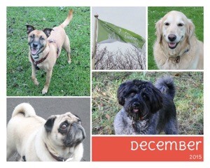 dogsdecember15