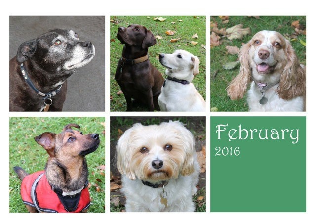 dogsfeb16
