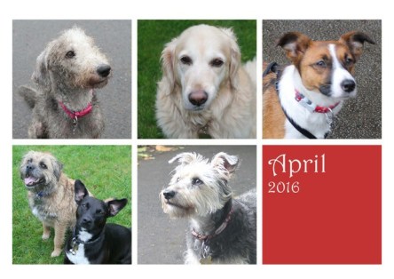 dogsapril16