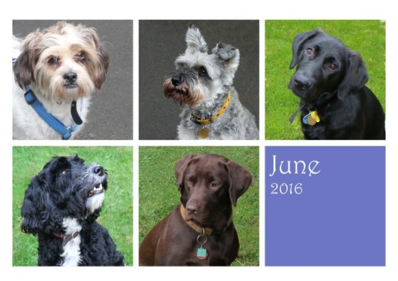 dogsjune16