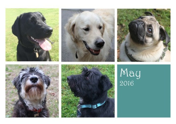 dogsmay16