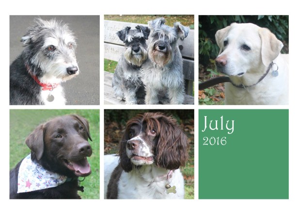 dogsjuly16