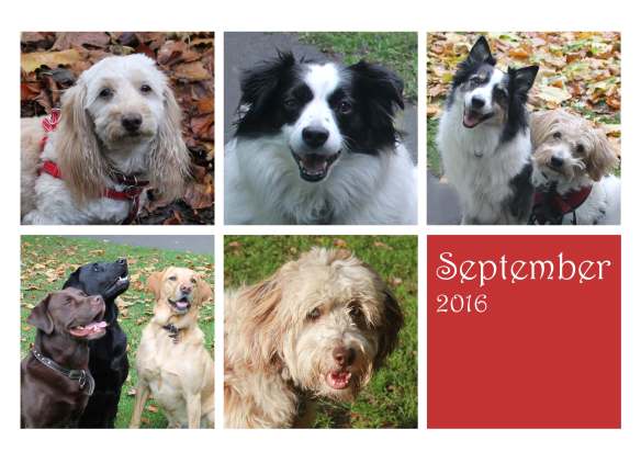 dogsseptember16
