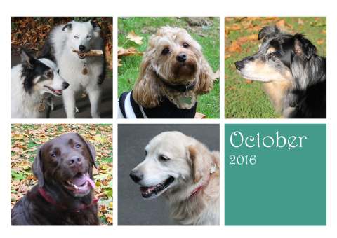 dogsoctober16