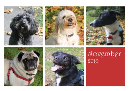 dogsnovember16