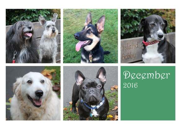 dogsdecember16