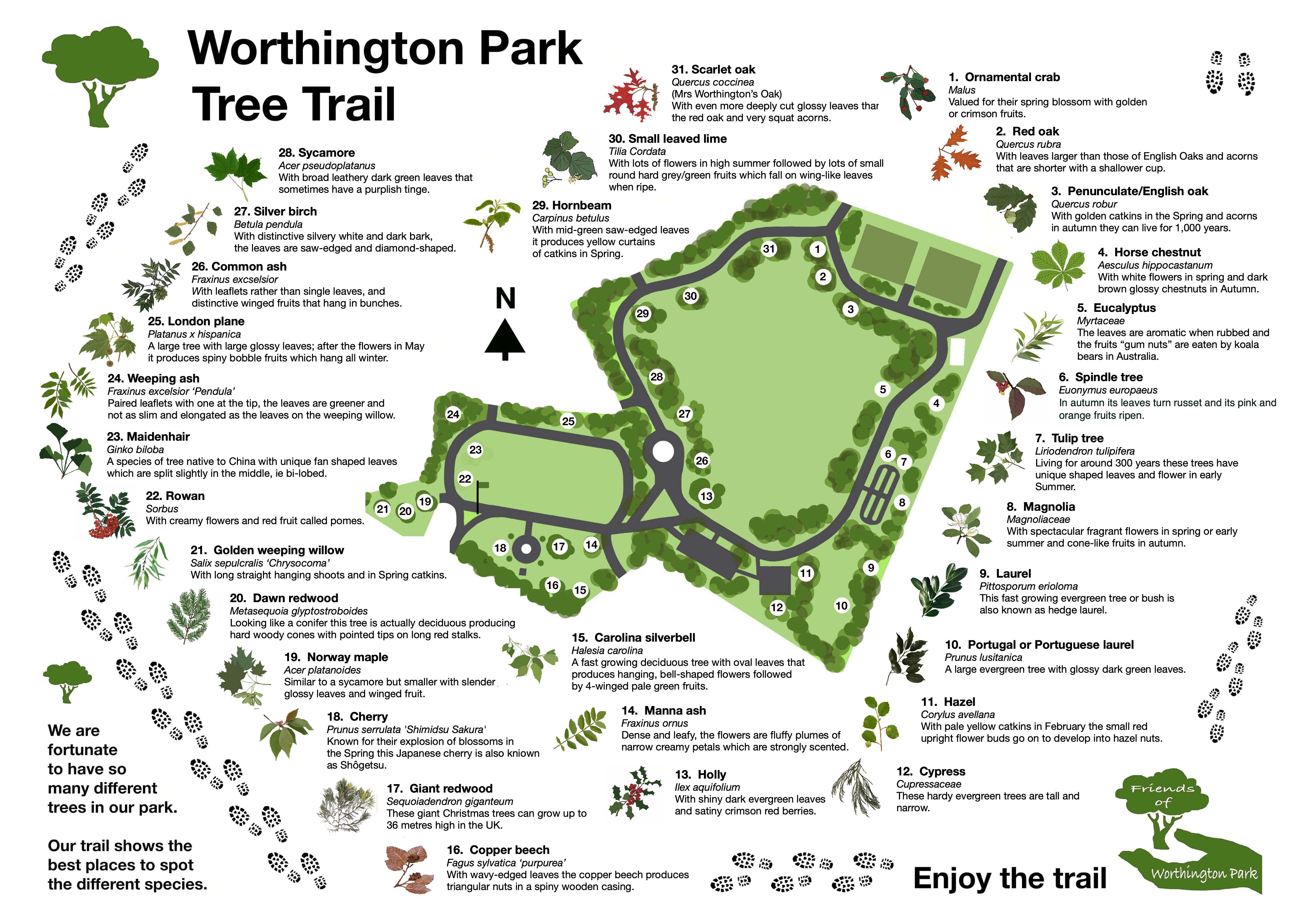 The Tree Trail | Friends of Worthington Park